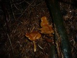 Cortinarius renidens image