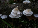 Gloeoporus dichrous image