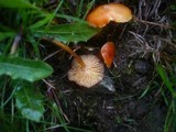 Hygrocybe insipida image