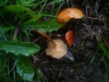 Hygrocybe insipida image