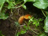 Hygrocybe insipida image