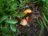 Hygrocybe insipida image