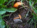 Hygrocybe insipida image