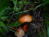 Hygrocybe insipida image
