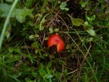 Hygrocybe insipida image