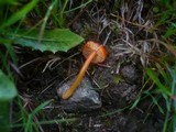 Hygrocybe insipida image