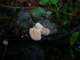 Lentinus suavissimus image
