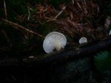 Lentinus suavissimus image