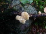 Lentinus suavissimus image