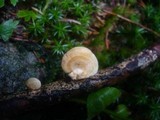 Lentinus suavissimus image