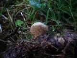 Lycoperdon echinatum image