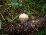 Lycoperdon echinatum image
