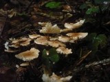 Mycetinis scorodonius image