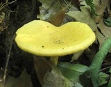 Hygrophoropsis aurantiaca image