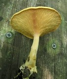 Hygrophoropsis aurantiaca image
