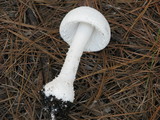 Amanita polypyramis image