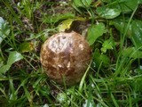 Tylopilus porphyrosporus image