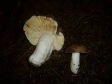 Russula cuprea image