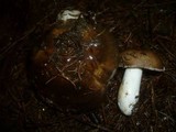 Russula cuprea image