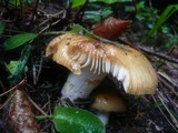 Russula foetens image