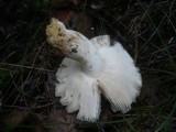 Russula virescens image