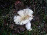 Russula virescens image
