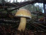 Tylopilus felleus image