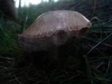 Tylopilus felleus image