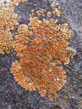 Caloplaca marina image