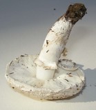 Leucoagaricus barssii image