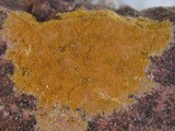 Caloplaca maritima image