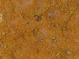 Caloplaca maritima image