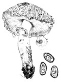Leucoagaricus barssii image