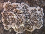 Solenopsora candicans image