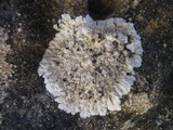 Solenopsora candicans image