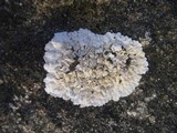 Solenopsora candicans image