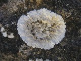 Solenopsora candicans image