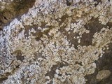 Solenopsora candicans image