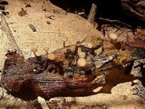 Cudoniella clavus image