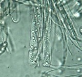 Cudoniella clavus image