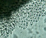 Cudoniella clavus image
