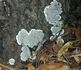 Kretzschmaria deusta image