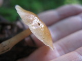 Rhodocollybia butyracea image