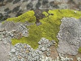 Pleopsidium flavum image