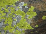 Pleopsidium flavum image