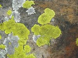 Pleopsidium flavum image