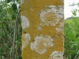 Caloplaca citrina image