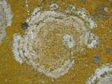 Caloplaca citrina image