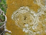 Caloplaca citrina image