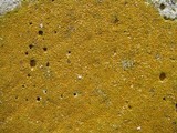 Caloplaca citrina image
